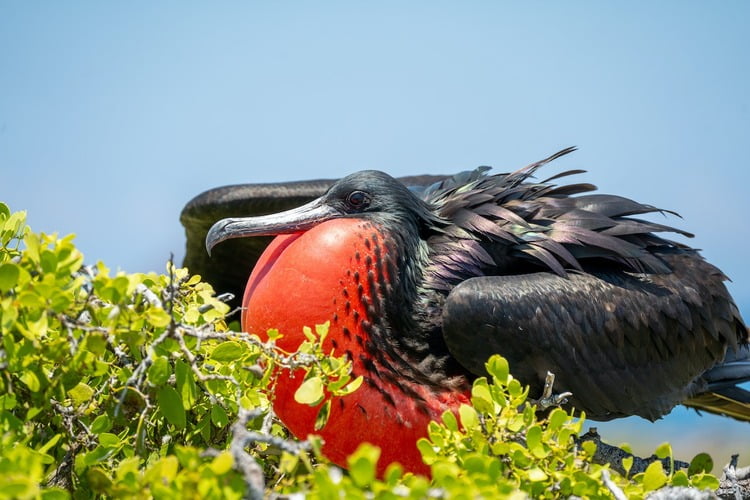 Magnificent Frigatebird Photo by Hongyu Cao, facts about Antigua and Barbuda factoza.com